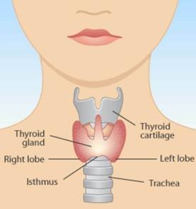 Thyroid Surgeon Dr. Durai Ravi